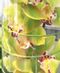 Zensational Orchids