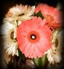 Elegant Gerberas