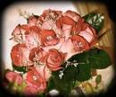 Dusty Rose