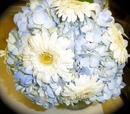Baby Blue