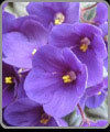African Violet