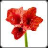 Amaryllis