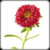 Aster