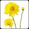 Chrysanthemum, Cushion