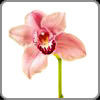 Orchid, Cymbidium