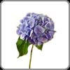 Hydrangea