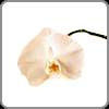 Orchid, Phalaenopsis