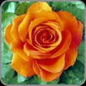 Orange Rose
