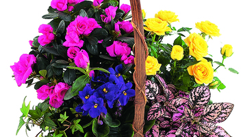 Valentine's Day Plants