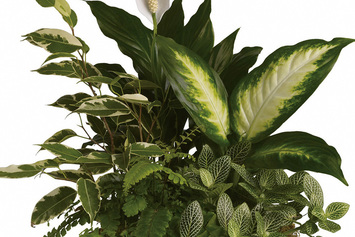 Plants