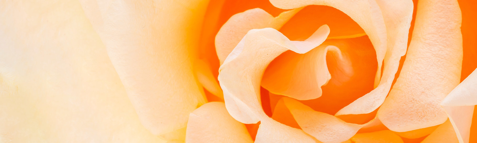 Mancuso's Florist Flower Delivery Saint Clair Shores, MI Florist