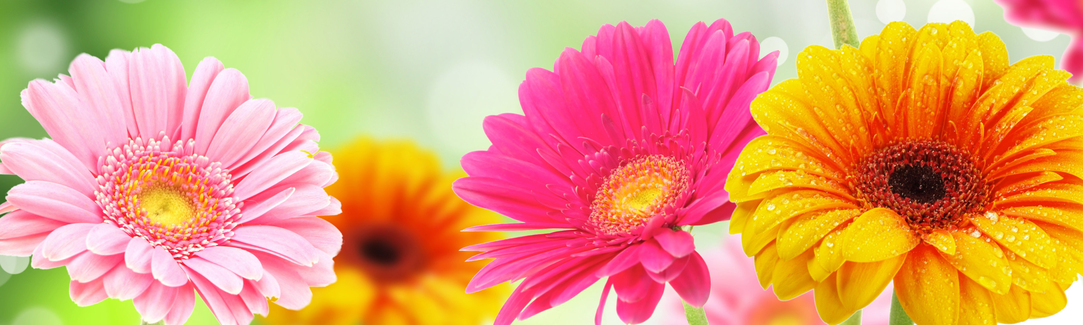 Mancuso's Florist Flower Delivery Saint Clair Shores, MI Florist