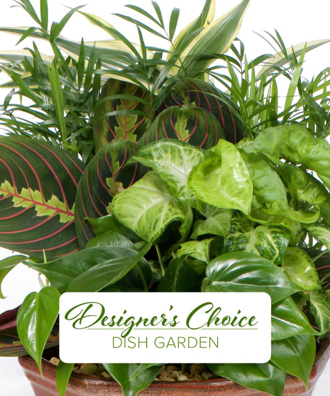 Designer's Choice - Dish Garden