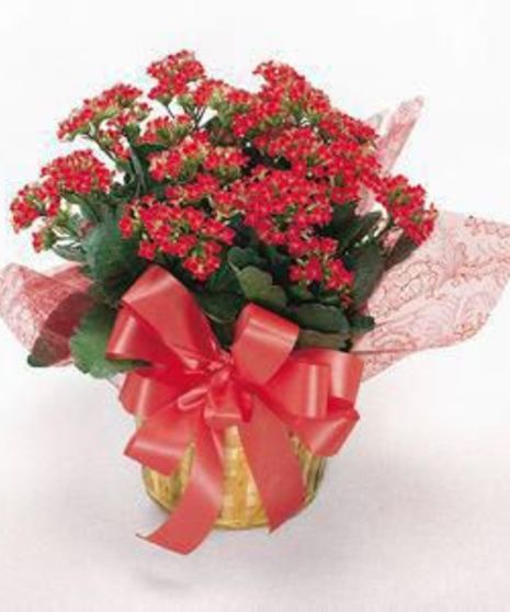 Kalanchoe Plant