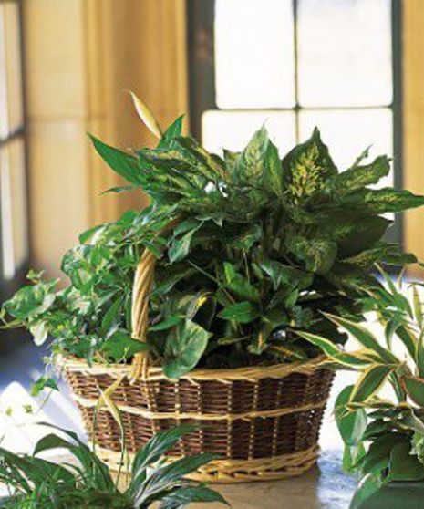 Large Garden Basket