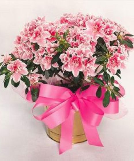 Blooming Azalea Plant
