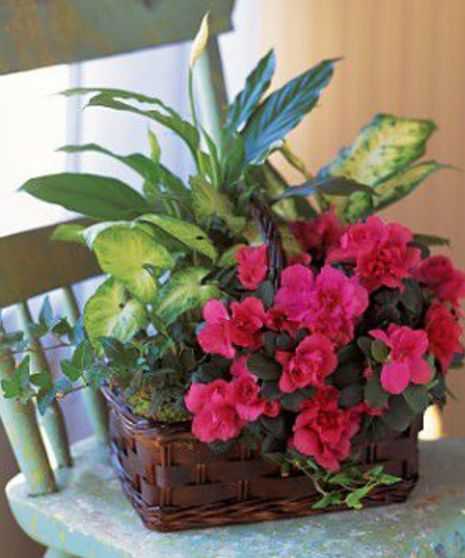 Basket of Love