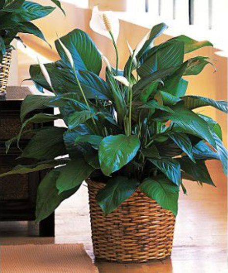 Spathiphyllum Plant