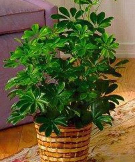 Arboricola Plant