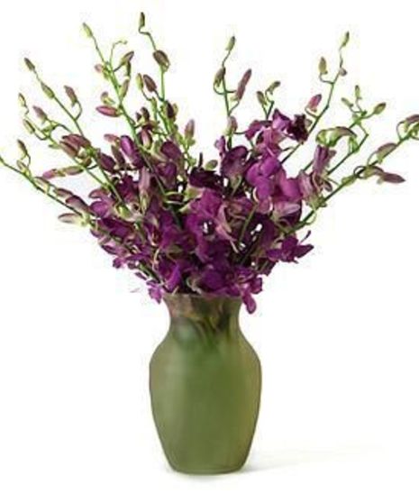 Diana Dendrobium