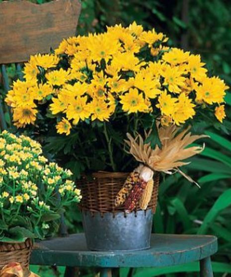 Harvest Yellow Daisy Plant