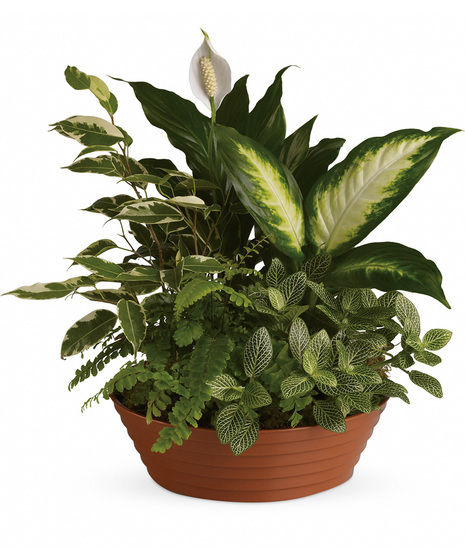 A variety of lush, green potted plants with broad leaves and white flowers arranged in a brown pot, set against a plain white background.