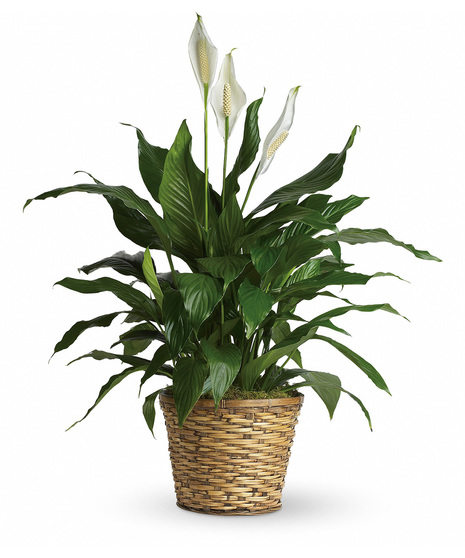 Green Plants