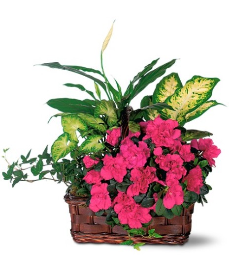 Flowering Plants