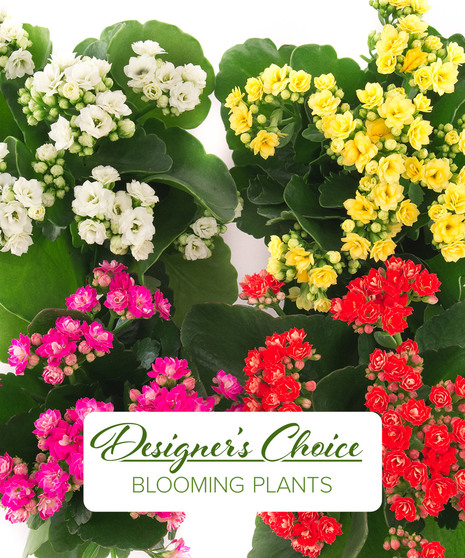 Flowering Plants Delivery: Send Blooming Plants