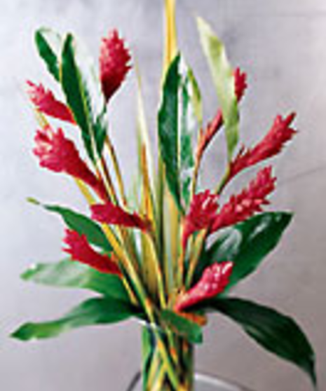 Tropical Ginger